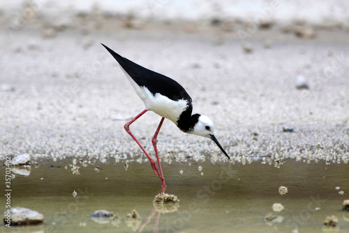 Foto: Stelzenläufer (Himantopus himantopus) Stelzenläufer (Himantopus himantopus)