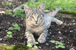 Carlo im Garten