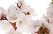 lot of cherry flowers close-up lot of cherry flowers close-up