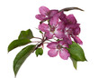 isolated apple tree pink flower branch isolated apple tree pink flower branch