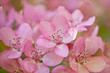 light pink apple blossom light pink apple blossom
