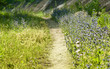 Country road