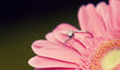 Wedding ring on a pink flower Wedding ring on a pink flower