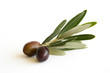 Olive con foglie 3/2011