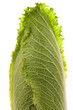 Blattsalat