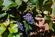 vignes vignoble raisin