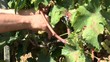 the harvest