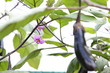 茄子の花