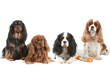 les quatre couleurs du cavalier king charles les quatre couleurs du cavalier king charles