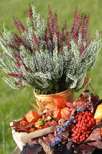 Photo: calluna vulgaris Herbst Stimmung calluna vulgaris Herbst Stimmung