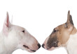 tête à tête de bull terrier - haine, confrontation tête à tête de bull terrier - haine, confrontation