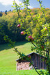 Apfelbaum