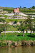 Weinberge Unstrut