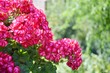 Pelargonien (Pelargonium)