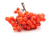 Vogelbeere - Eberesche (Sorbus aucuparia) Beeren auf weißem Hin