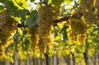 Yellow grapes