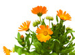 Calendula flower on a white background
