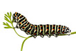 chenille