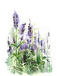 Watercolor -Lavender field-