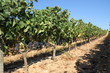 viñedo
