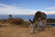 Donkey