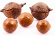macadamia integrifolia