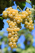 grappolo d'uva