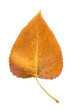 Fall leaf