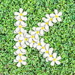 Pattern letter of plumeria flowers Pattern letter of plumeria flowers