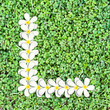 Pattern letter of plumeria flowers Pattern letter of plumeria flowers