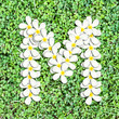 Pattern letter of plumeria flowers Pattern letter of plumeria flowers
