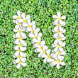 Pattern letter of plumeria flowers Pattern letter of plumeria flowers