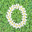 Pattern letter of plumeria flowers Pattern letter of plumeria flowers