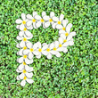 Pattern letter of plumeria flowers Pattern letter of plumeria flowers