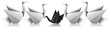 Different black swan metaphor