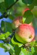 Foto: Reife Äpfel am Baum Reife Äpfel am Baum
