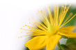 Serie Heilkräuter - Johanniskrautblüte