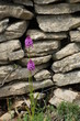 mur de pierre et fleur