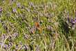 Butterfly on flowers of heather