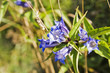 Blue mountain Ffowers Blue mountain Ffowers