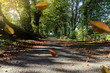 Foto: Country Lane Country Lane