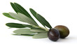 Olive con foglie 3/2011