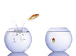 2 verliebte Goldfische