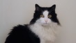 Cat posing and mewing