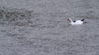 Duck swiming in pond at rainy day