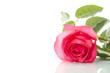 Single Red Rose