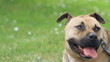A cute dog stand and look around