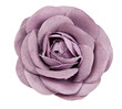 purple flower from tissue