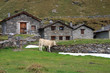 Alpe Angeloga - Valle Spluga