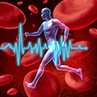 cardiovascular circulation